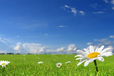 Best Backgrounds Wallpapers HD Free