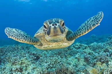 Swimming With Turtles At Black Rock Kaanapali Beach Maui Hi   YouTube