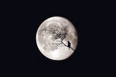 Wallpapers 2x – Wallpaper202