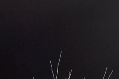 ↑↑TAP AND GET THE FREE APP! Art Creative Black White Bird Nature ...