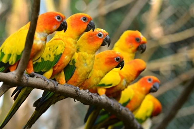 Awesome Parrot Backgrounds