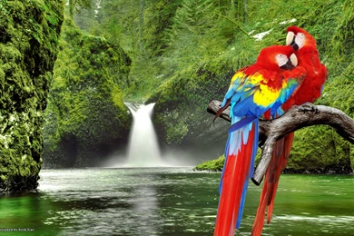 Macaw Parrots Hd Desktop Wallpapers Hd Latest Wallpapers. Desktop ...