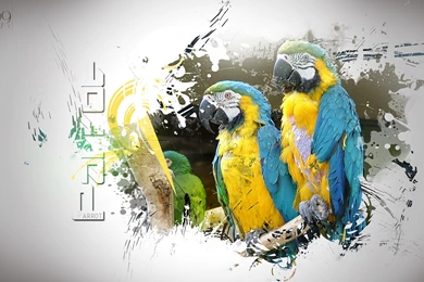 Wallpaper, Parrot, Beautiful, Art, David (