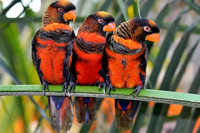 Parrot Computer Wallpapers, Desktop Backgrounds