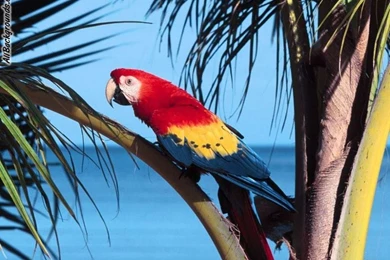 Parrot Backgrounds   Twitter & Myspace Backgrounds