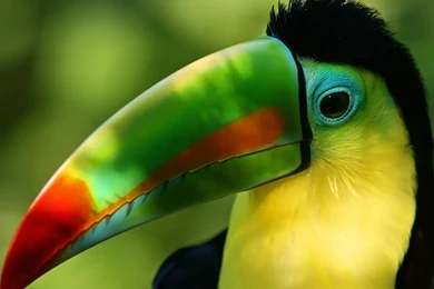 Parrot Wallpapers