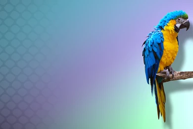 HD Wallpapers 2013 Free: Free Desktop New Years Wallpapers