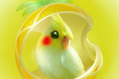 Parrot HD Wallpapers Desktop Pictures