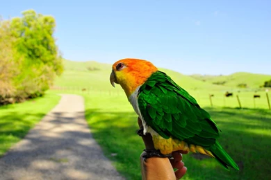 Desktop Hd Parrot Backgrounds