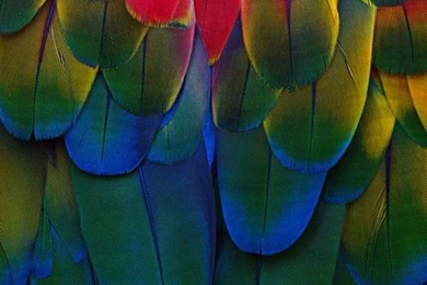 Parrot Bird Feather Colors Close Up Details   Iphone Wallpapers ...