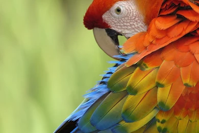 Cute Colorful Parrot