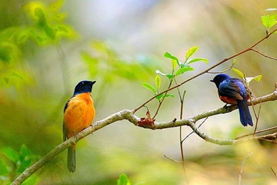 Top 47 Most Dashing And Beautiful Parrot Wallpapers In HD