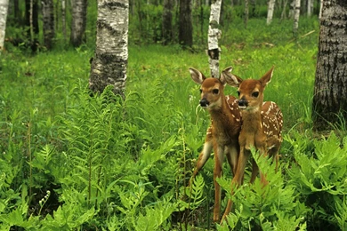 Animal Hd Wallpapers 1080p Widescreen Wallpapers Animal Wallpapers ...