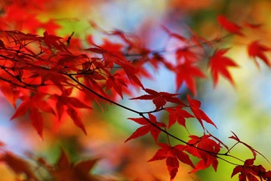 Wallpaper: Laptop Wallpapers Free