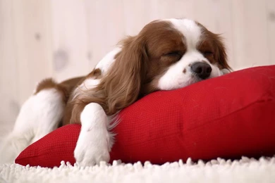 Wallpaper: Laptop Wallpapers