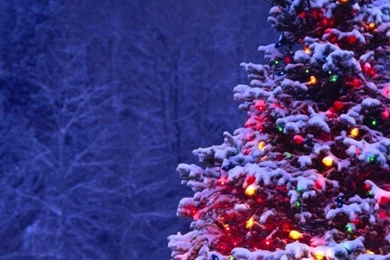 768x1024 Christmas Tree Ipad Wallpapers