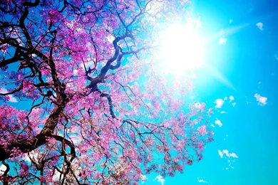 Sunshine Good Mood Wallpapers, Green Backgrounds, Pictures And Images