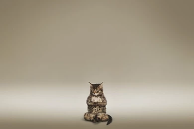 Wallpapers Yoga Cat Hd Mobile 1366x768