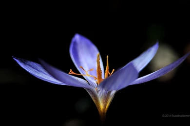 Spring   Flowers Wallpapers   1280 X 768 Backgrounds 1280x768 1280 ...