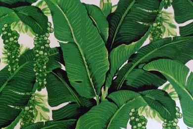BANANA LEAFS On Pinterest