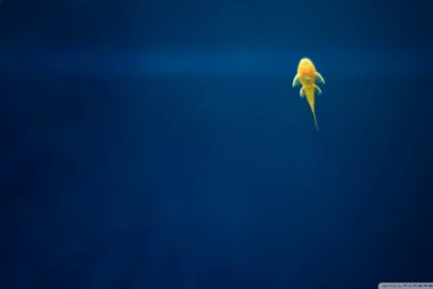 Armenia, Fish Wallpapers   MixHD Wallpapers