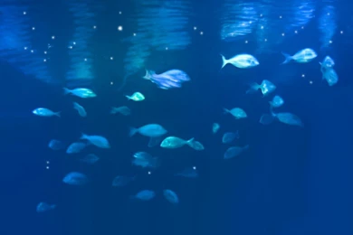 School Of Fish By Christinarahm