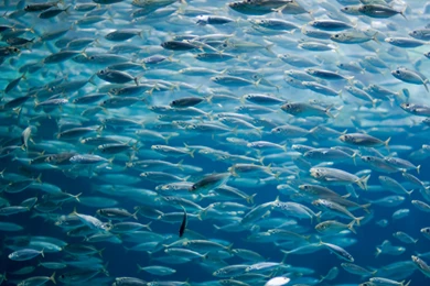 FAQ   Divine Fish Market Divine Fish Market