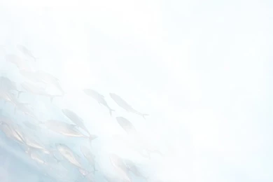 Fish Backgrounds By Catine27 On DeviantArt