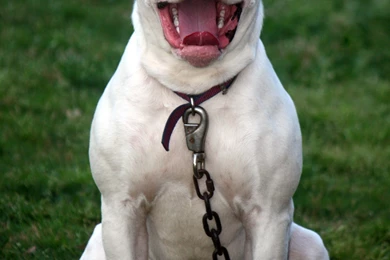 American Bulldog Photos And Wallpapers. The Beautiful American ...