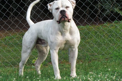 Black American Bulldog   Wallpaper.