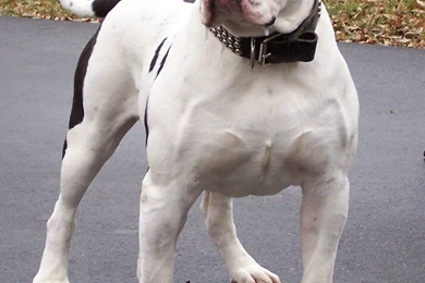 American Bulldog Photos And Wallpapers. The Beautiful American ...