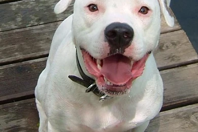 American Bulldog Wallpapers   Android Apps And Tests   AndroidPIT