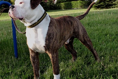 American Bulldog On The Grass Photo And Wallpaper. Beautiful ...