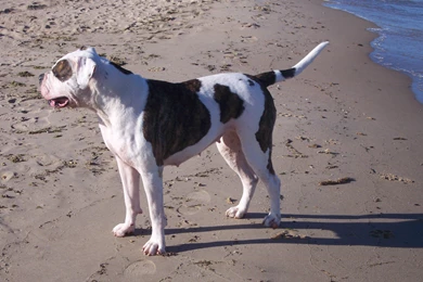 American Bulldog Near The Sea Wallpapers And Images   Wallpapers ...