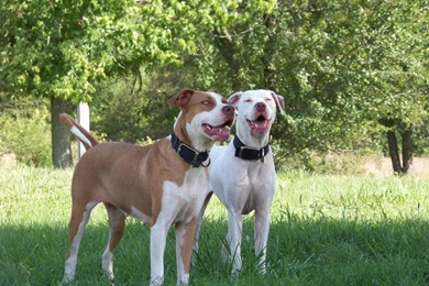 Two American Bulldogs In Nature Wallpapers