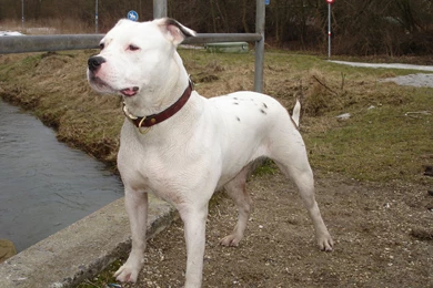 Dog, American, Bulldog, Background, Image, Hd, Wallpapers, Of, Dog ...