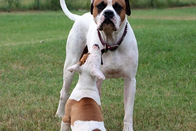 American Bulldog Wallpapers   Android Apps On Google Play