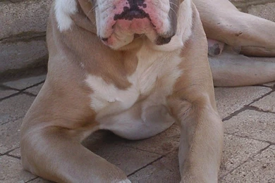 Beautiful American Bulldog Photo And Wallpaper. Beautiful ...