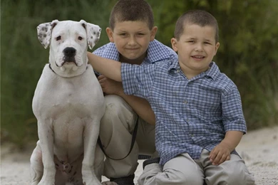 American Bulldog, American Bulldog Wallpaper, American Bulldog ...