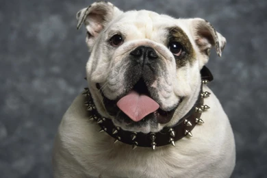 English Bulldog Wallpapers Hd Wallpapers. Bulldog Wallpapers Free ...