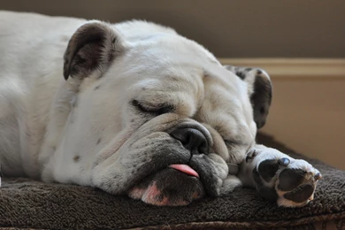 American Bulldog Fell Asleep Wallpapers And Images   Wallpapers ...