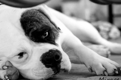 Index Of /user content/uploads/wall/o/9