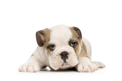 American Bulldog Puppy On White Backgrounds Wallpapers And Images ...