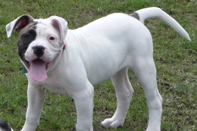 American Bulldog Desktop Wallpapers   M5x.eu