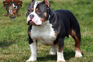 American Bulldog Vs Pitbull Fight Wallpapers American Pitbull Dog ...