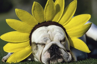Sundown Bulldog － Animal Wallpapers   Free Download Wallpapers ...