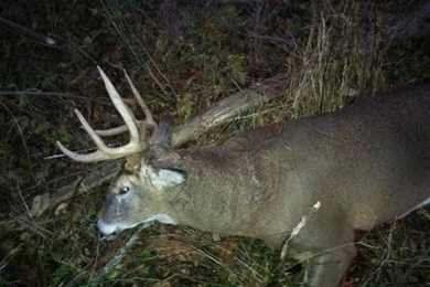 Elite Pics!!! Let's See Um...bows, And Kills