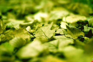 Very Beautiful Green Leaves HD Wallpapers