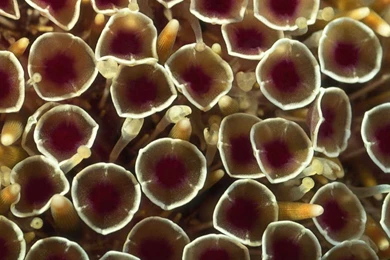 Very Interesting Marine Plants LG G4 Wallpapers