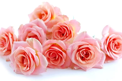 Very Beautiful Roses Wallpapers, Rose Flower Images, Rose Pictures ...